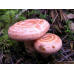 Мицелий Волнушки розовой / Волжанка (Lactarius torminosus)